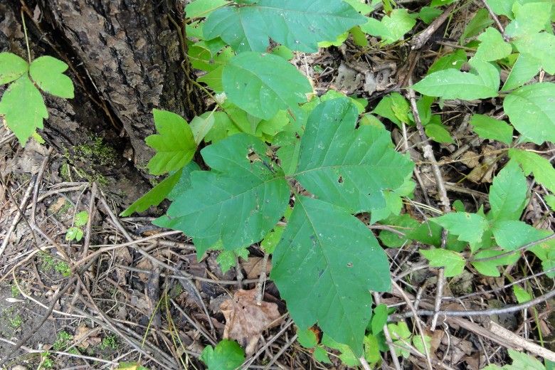 Poison Ivy vs. Look-alike Species | Brandywine Conservancy and